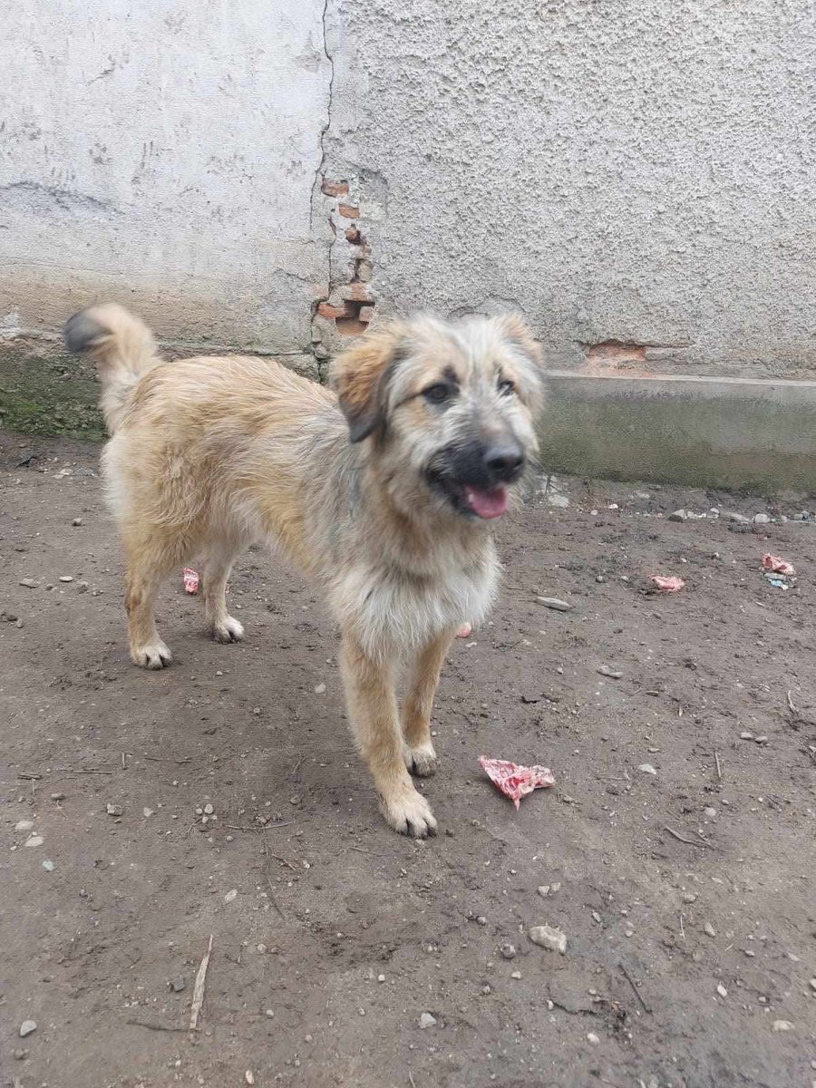 EverMore Dog Rescue (@evermoredog) on Twitter photo Thanks so much to <a href="/Indieandbertie/">River, Mummy and Angel Bertie 🐶🌈 🐞❤️</a> for sponsoring puppy, Oscar. Really appreciated ♥️🐕🐾 Thanks so much to <a href="/Indieandbertie/">River, Mummy and Angel Bertie 🐶🌈 🐞❤️</a> for sponsoring puppy, Oscar. Really appreciated ♥️🐕🐾
