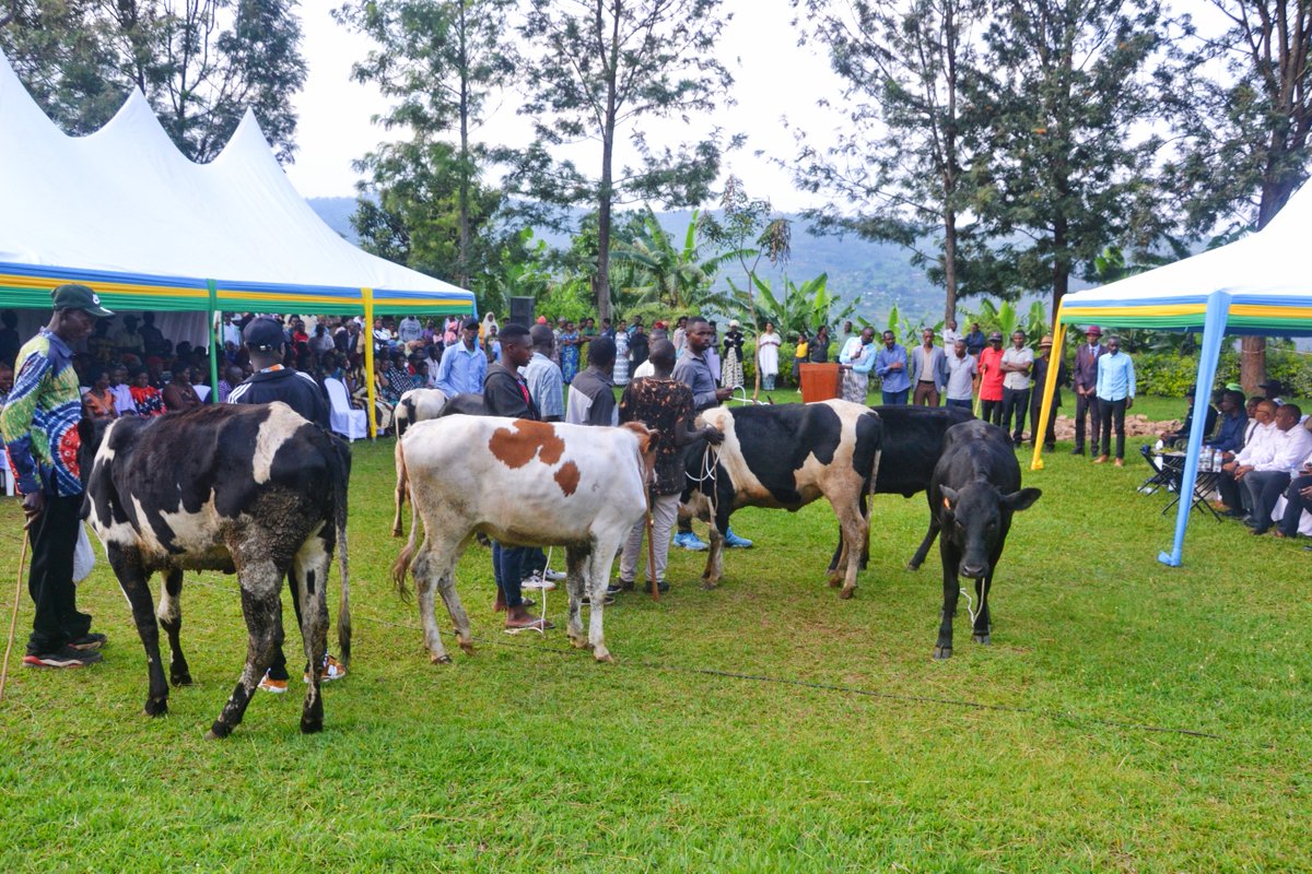 Nyarugenge District (@nyarugenge) on Twitter photo Umuyobozi Nshingwabikorwa w'Akarere <a href="/AlexisIngangare/">ingangare alexis</a> n’umufatanyabikorwa <a href="/kigaliserena/">Kigali Serena Hotel</a> batanze inka 8 ku miryango 8 y'abarokotse Jenoside yakorewe Abatutsi na bamwe mu bagize uruhare mu kubohora igihugu bavuye ku rugerero. Aborojwe basabwe kwita kuri izo nka bakazoroza n'abandi Umuyobozi Nshingwabikorwa w'Akarere <a href="/AlexisIngangare/">ingangare alexis</a> n’umufatanyabikorwa <a href="/kigaliserena/">Kigali Serena Hotel</a> batanze inka 8 ku miryango 8 y'abarokotse Jenoside yakorewe Abatutsi na bamwe mu bagize uruhare mu kubohora igihugu bavuye ku rugerero. Aborojwe basabwe kwita kuri izo nka bakazoroza n'abandi