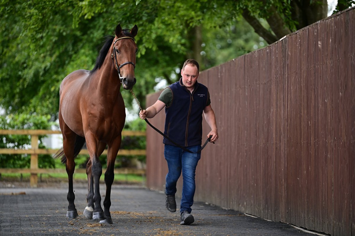 🗣️ "It’s very tough but you have to keep things going"

Whytemount Stud team head for the Tattersalls Ireland Derby Sale hoping to honour the late Ronnie O’Neill 

Read more👉bit.ly/4nfhirK