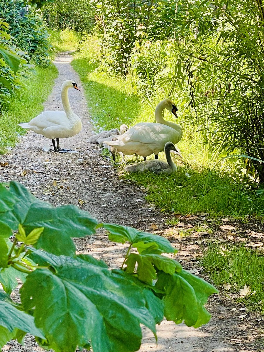 🦢 The Sun was shimmering...
       The pause was by default...
       The view was magical...

🤔 Reflection:
    💡It is ok if the routine is skewed as long as I know 'why' I set out to follow the routine, in the first place.

#BreathingInTheMoment