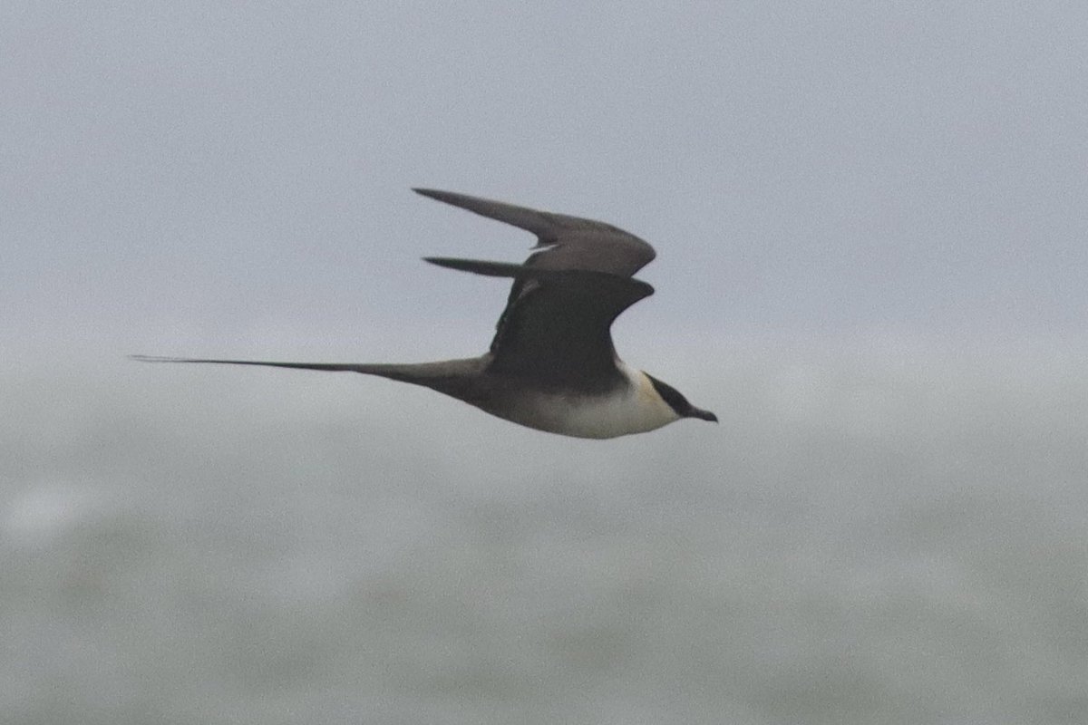 Mark Francis (@markfra64259515) on Twitter photo Re found the Long tailed skua at Hill Head which Chris Button had just found minutes before over at Lepe what a bird and some great views <a href="/titchfieldhaven/">Titchfield Haven NNR- Hampshire County Council</a> <a href="/HOSbirding/">Hampshire Ornithological Society</a> <a href="/RareBirdAlertUK/">RareBirdAlertUK</a> <a href="/BirdGuides/">BirdGuides</a> Re found the Long tailed skua at Hill Head which Chris Button had just found minutes before over at Lepe what a bird and some great views <a href="/titchfieldhaven/">Titchfield Haven NNR- Hampshire County Council</a> <a href="/HOSbirding/">Hampshire Ornithological Society</a> <a href="/RareBirdAlertUK/">RareBirdAlertUK</a> <a href="/BirdGuides/">BirdGuides</a>