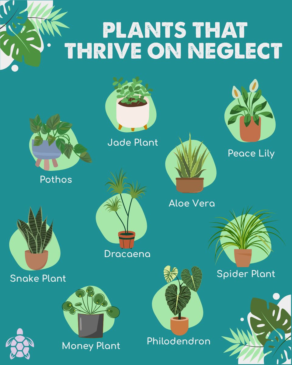 Low effort, high reward 🪴
 Not all plant parents have a green thumb (or the time!) — and that’s totally okay. 👍🏼

Perfect for beginners, busy schedules, or anyone who wants greenery without the pressure. Because plant care shouldn’tbe stressful. 💚

#PlantCareMadeEasy
