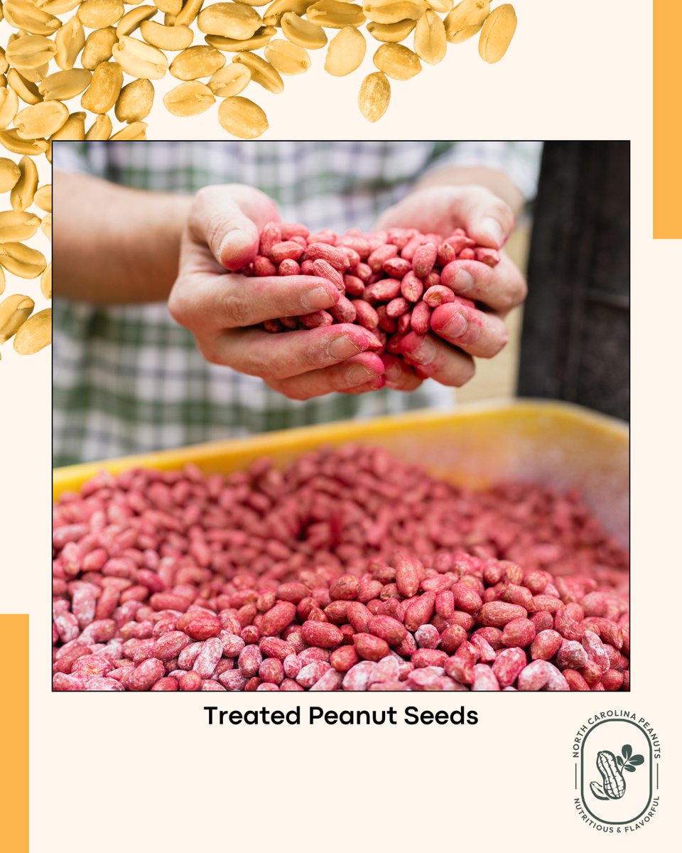 Time to grow your peanut vocabulary! 📖

🥜Today's Word: Seed Treatment  

Ever wondered how peanut seeds get off to such a strong start?  The secret is seed treatment! It’s a protective coating on seeds that boosts germination, growth, and survival.  

#ncpeanuts