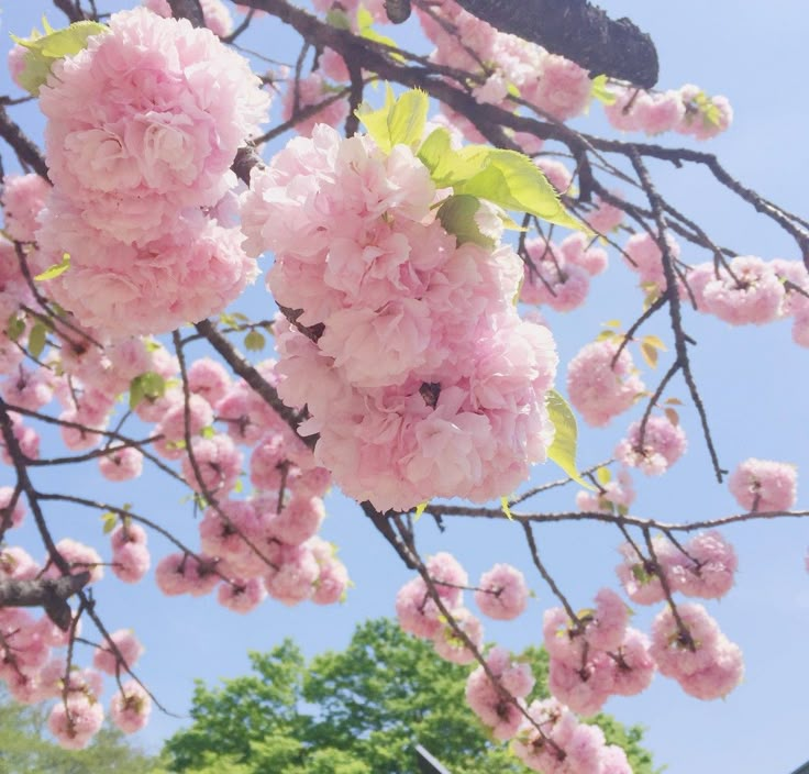 MakeDamnSure_00's tweet photo. . ݁₊ ⊹ . ݁˖ . ݁como eu imagino se as flores fossem pessoas? #flowerstwt
(parte 2)༄.° https://t.co/cxDYus90vL