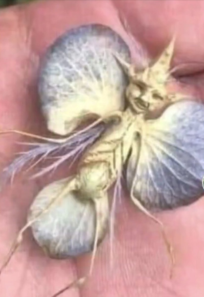 Fairies are real but they look like this and nobody likes them