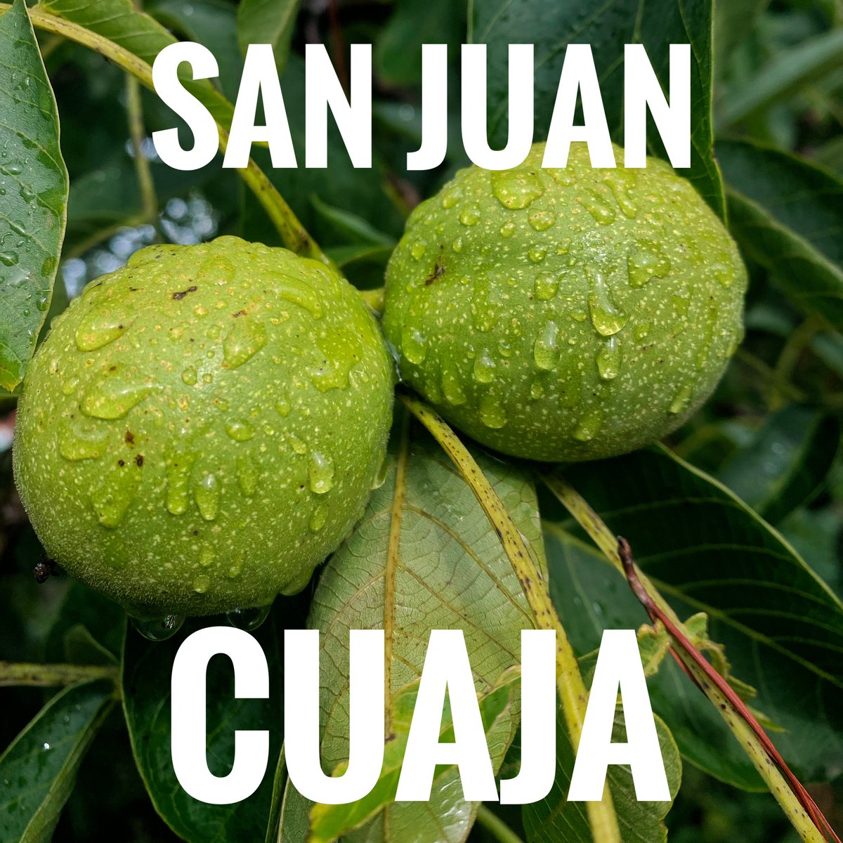 ChileenNogada's tweet photo. Se aproxima la temporada de #ChilesEnNogada, el refrán reza: «San Juan cuaja y Santiago raja».
El 24 de junio, día de #lluvia en que se celebra a #SanJuanBautista, entra en su etapa de maduración el ruezno de la nuez de Castilla, ingrediente indispensable para elaborar la nogada. https://t.co/U3HdFivS0T