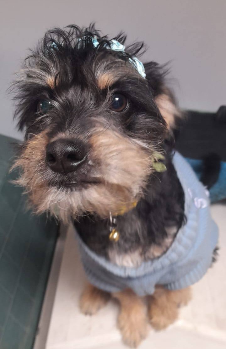 Hermosa cachorrita, de aproximados 4 a 5 meses, en adopción. Se encuentra desparasitada y con vacunas al día. Es pequeñita, muy dócil y regalona. Se lleva bien con perritos y gatitos. Si deseas adoptarla, con compromiso de esterilización, comunícate al +56950625737. 
#SanRamón