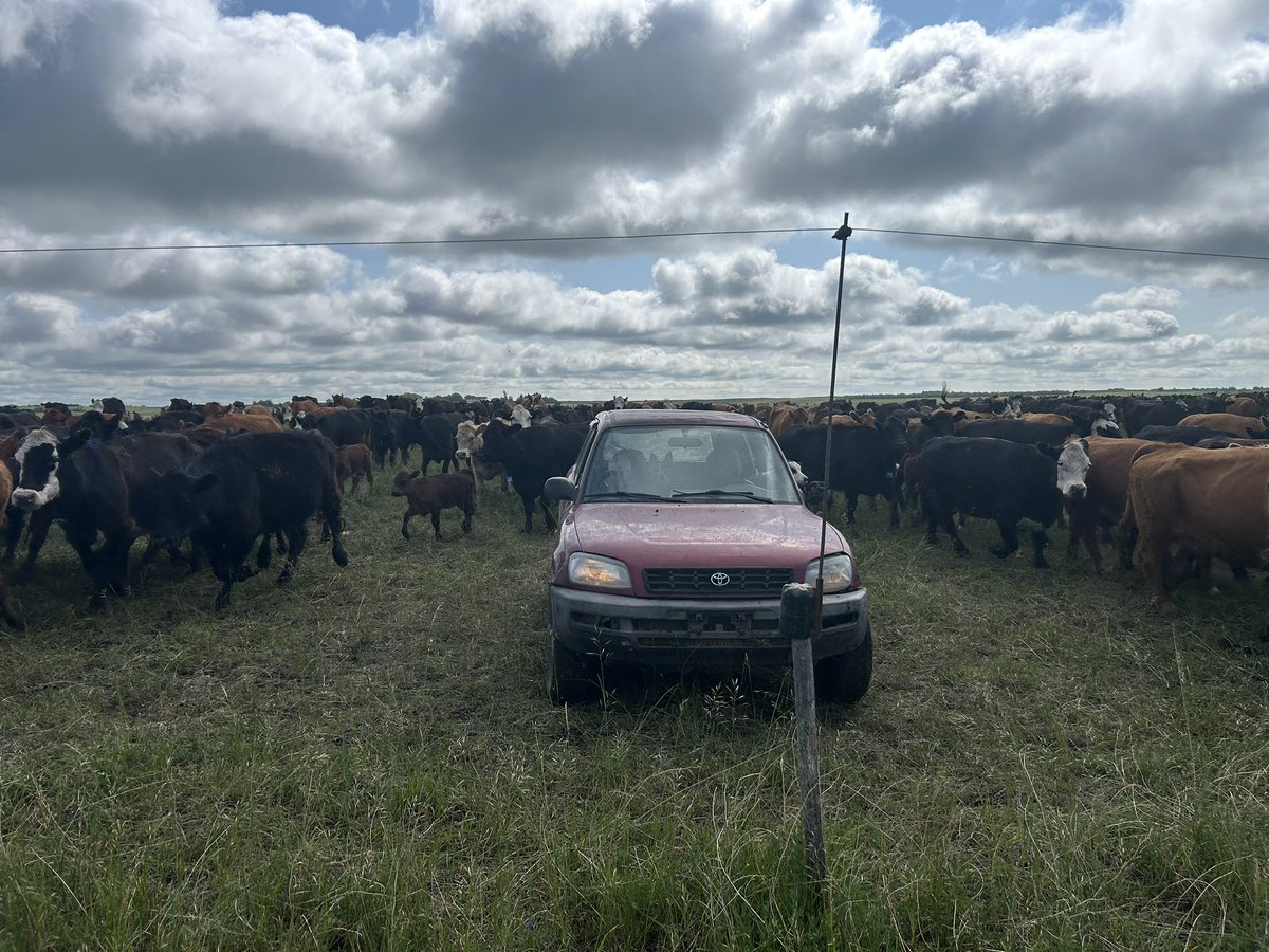 I had the best job with the best help this morning. #blessed #ranchlife #ourfoodhasastory
<a href="/hollythompson/">hollythompson</a>