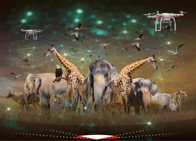 For our free newsletter this week, how AI is revolutionizing wildlife conservation.
 
<a href="/IrenaCronin/">Irena Cronin</a> and I write this newsletter every week.
 
AI is transforming wildlife conservation by automating species identification, detecting poaching threats, monitoring ecosystems through