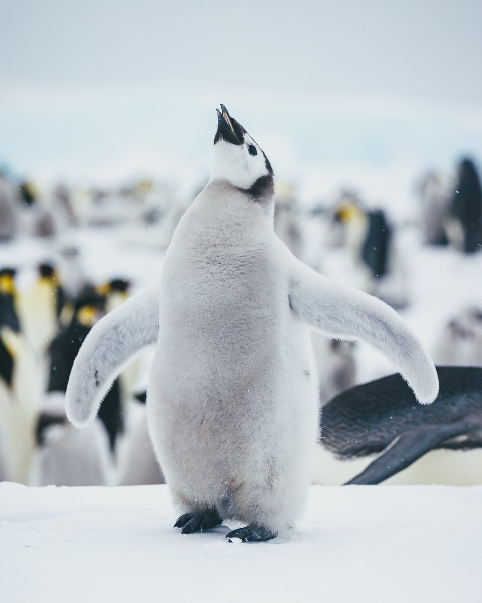 Join the ultimate quest to Snow Hill Island and stand within meters of thousands of Emperor penguins. Fly by helicopter, trek across sea ice, and witness a scene straight out of Frozen Planet.

This is wildlife like you’ve never seen it 🐧

Learn more here brnw.ch/21wTEeh