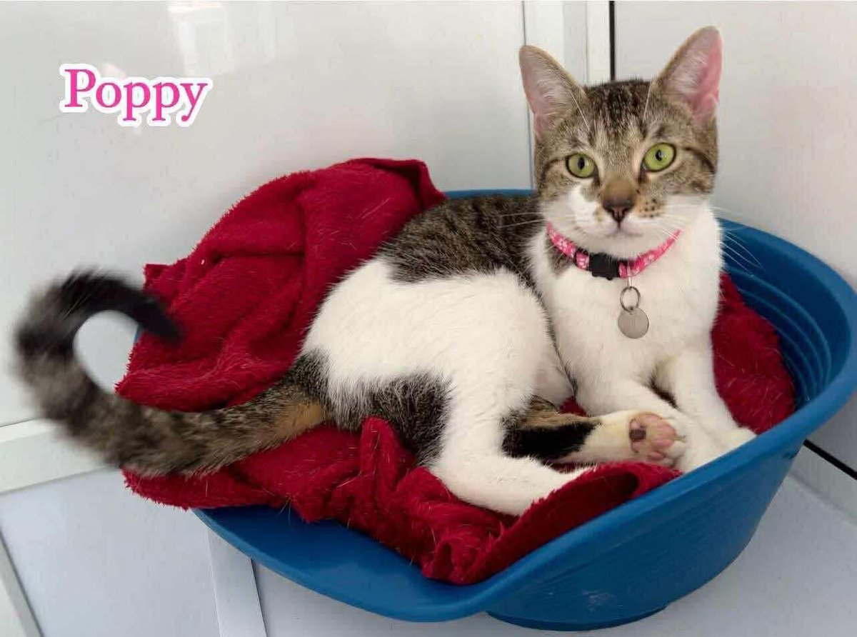 🐾 Meet Poppy! 🐾
Are you looking for a loving feline companion? Poppy is 2.5yrs &amp; has a sweet gentle nature, she can live with sensible children &amp; potentially with dogs, with slow intros. She’d  prefer to be the only cat, so she can enjoy all the love &amp; fuss you can give 💜🐾