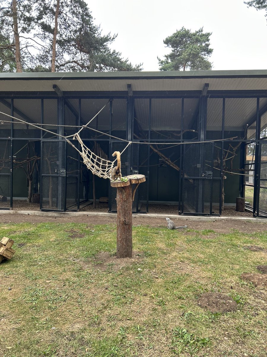 Mini Grey Class tweet media