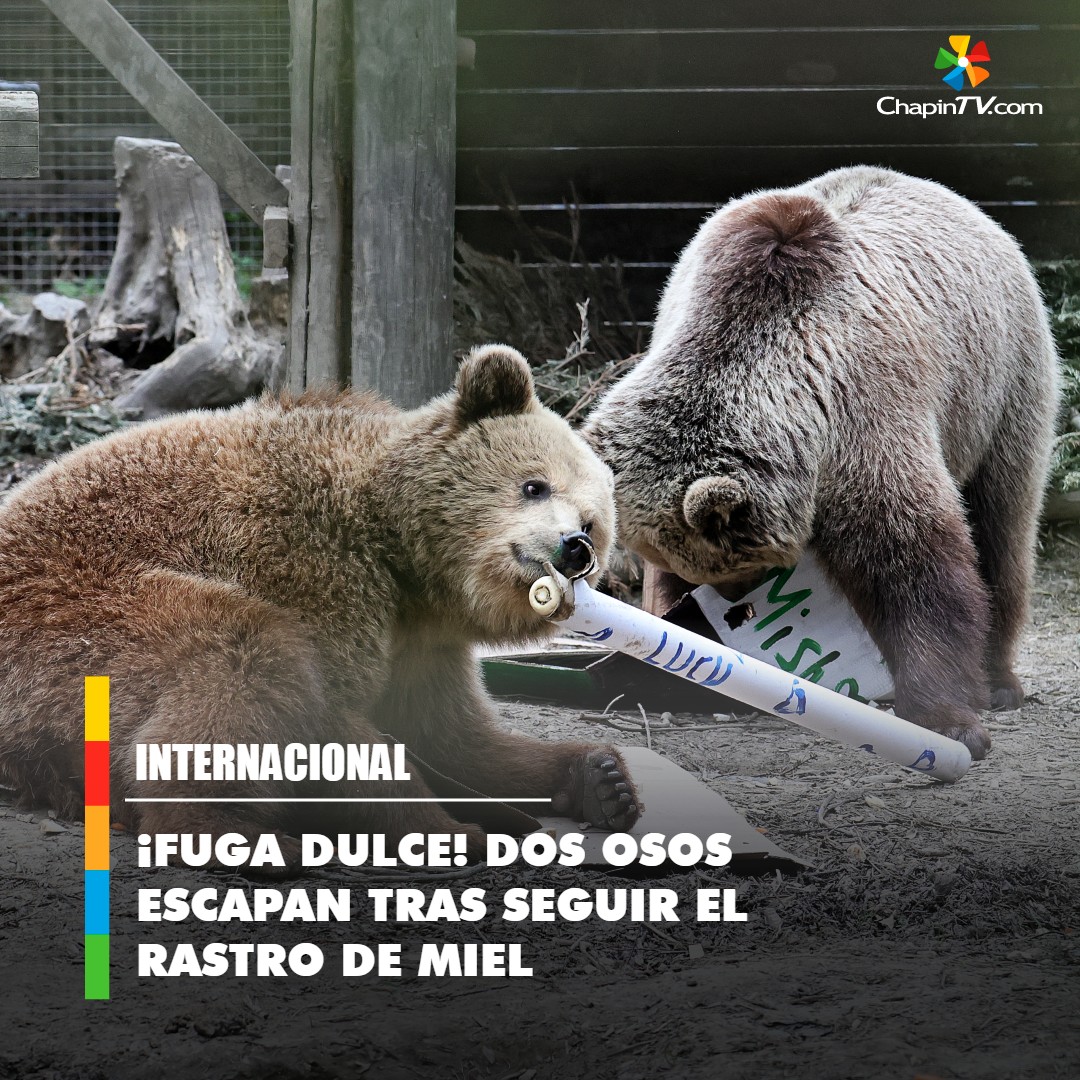 chapintv_'s tweet image. 🐻🍯 Dos #osos se escapan atraídos por una irresistible reserva de miel ➡ bit.ly/44kAbB2