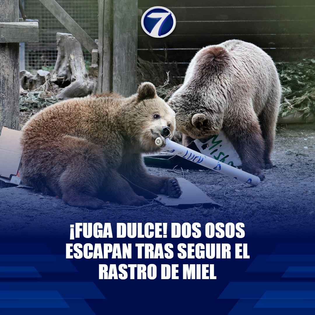 Noti7Guatemala's tweet image. 🐻🍯 Dos #osos se escapan atraídos por una irresistible reserva de miel ➡ bit.ly/44kAbB2