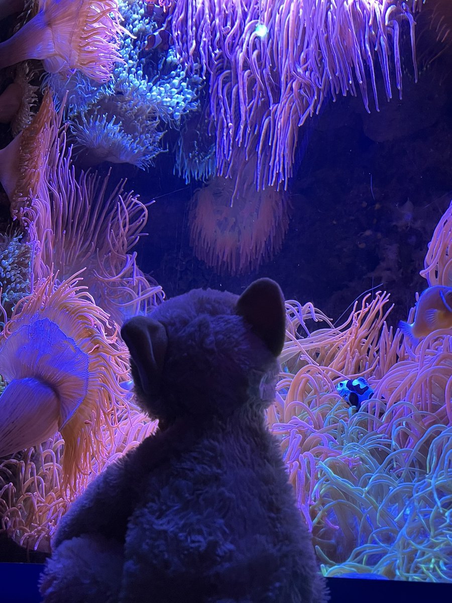 Colson Elementary (@colsones) on Twitter photo If you guessed the Florida Aquarium you are correct! Located in downtown Tampa, the aquarium is home to over 7,000 aquatic plants and animals. Next I am going to Central Florida’s second oldest theme park. Where do you think I am going next? If you guessed the Florida Aquarium you are correct! Located in downtown Tampa, the aquarium is home to over 7,000 aquatic plants and animals. Next I am going to Central Florida’s second oldest theme park. Where do you think I am going next?