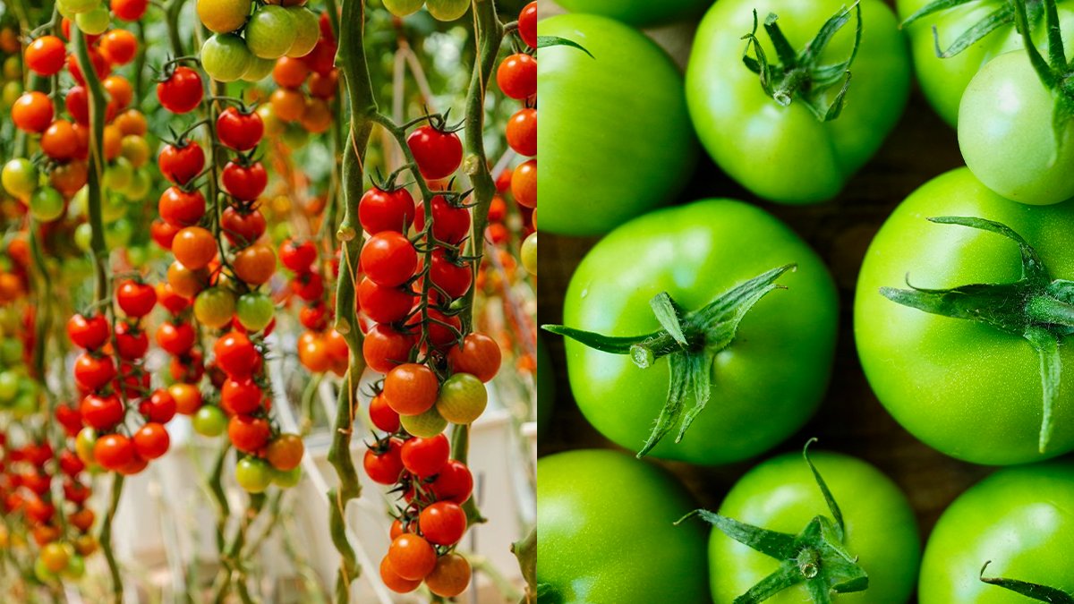 Save_mytomato's tweet photo. Vine-Ripened vs Harvested-Green.
One ripens on the plant.
The other is picked green and gassed.
Guess which could land on your plate with an import tax?
 #FreshTradeOurChoice https://t.co/mS07GBkOy2