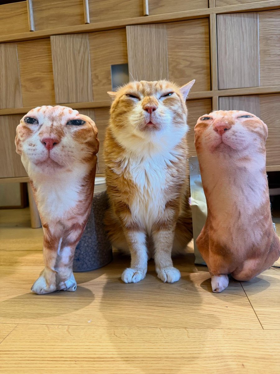 TheCatsX's tweet photo. which one is real https://t.co/2yrwkz38Ff