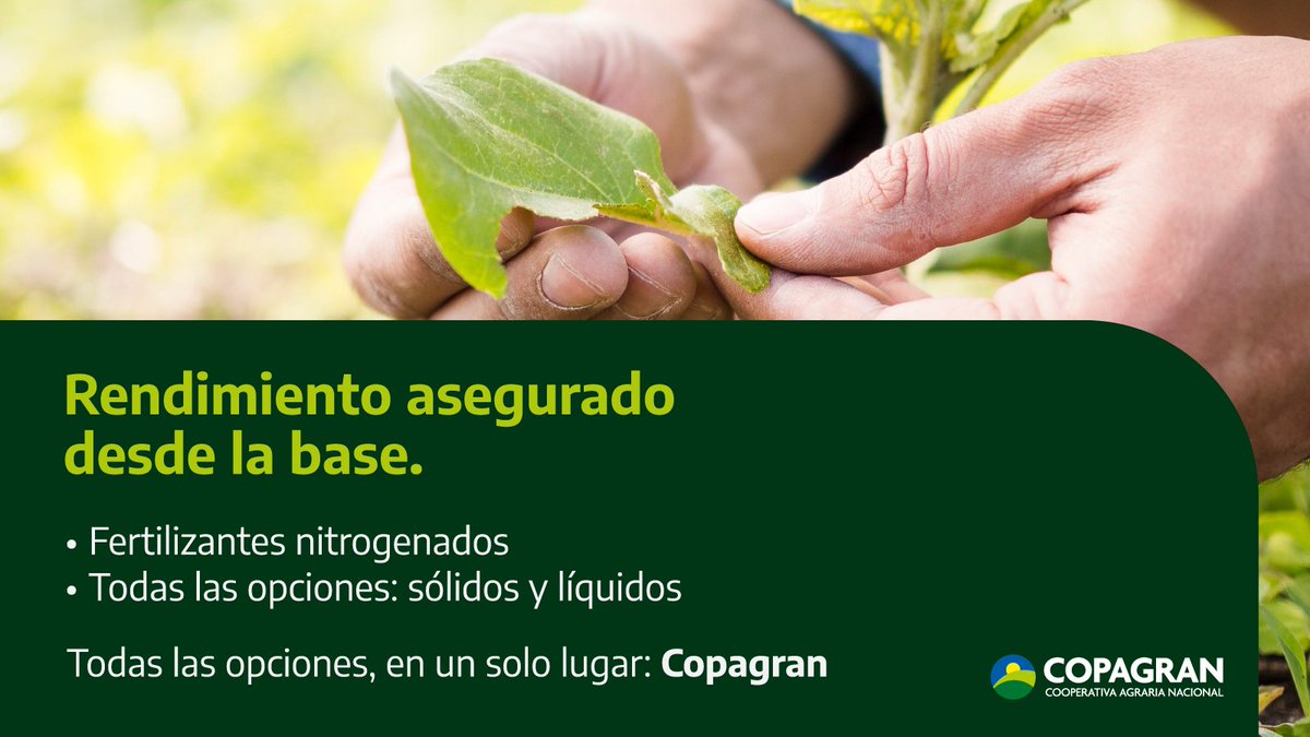 🌾 Rendimiento asegurado desde la base
Elegí fertilizantes nitrogenados sólidos o líquidos, con el respaldo técnico de Copagran.
💡 Todas las opciones en un solo lugar.
📞 Asesorate con nuestros técnicos y prepará tu cultivo para un invierno productivo.