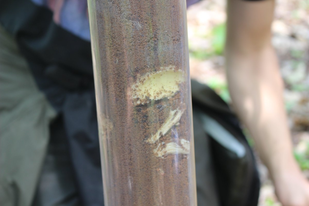 UM Biological Station (@umbs) on Twitter photo Christine Sprunger, a soil scientist from <a href="/michiganstateu/">MSU</a>, was not only our Summer Lecture Series speaker last week, her research team brought in a Geoprobe to gather deep soil core samples at the <a href="/UMich/">University of Michigan</a> Biological Station as part of a study of soil carbon & nematode communities. Christine Sprunger, a soil scientist from <a href="/michiganstateu/">MSU</a>, was not only our Summer Lecture Series speaker last week, her research team brought in a Geoprobe to gather deep soil core samples at the <a href="/UMich/">University of Michigan</a> Biological Station as part of a study of soil carbon & nematode communities.