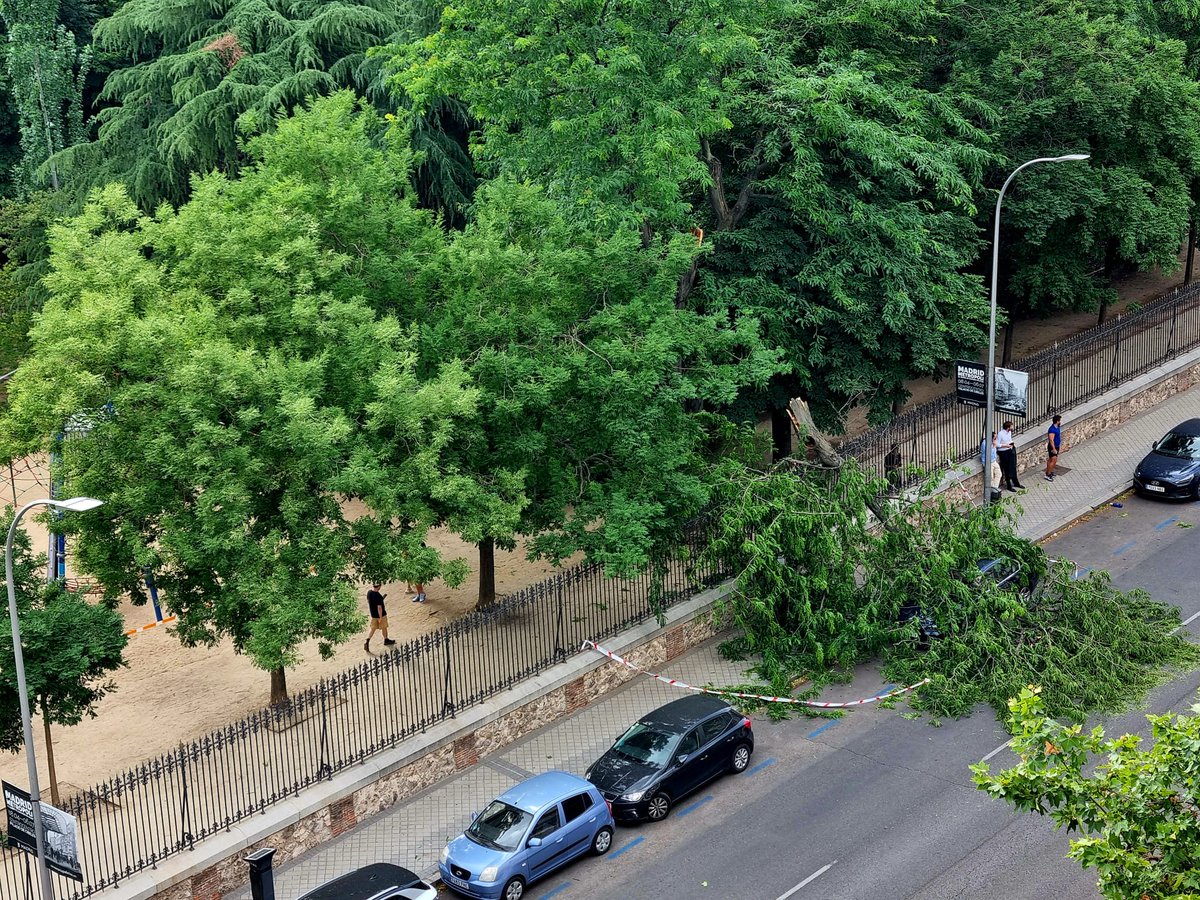 AVRetiroNorte's tweet photo. El arbol que tira por tierra la basura de protocolo de cierres del Retiro de  Almeida. Hay un problema de mantenimiento y medios humanos,  no de viento y calor. https://t.co/y8xbIvrW1i