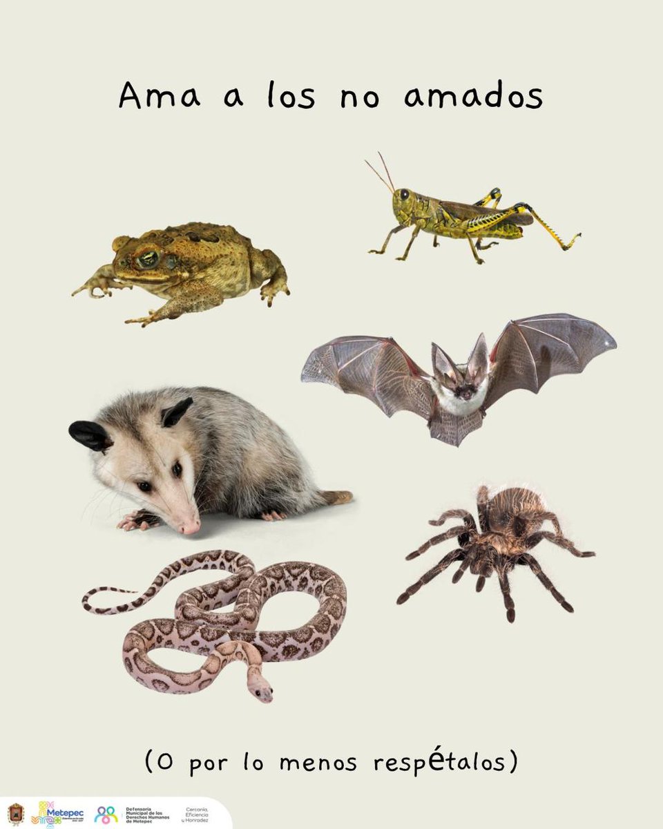 DefensoriaDHM's tweet photo. El derecho al medio ambiente sano es reconocido como un derecho humano fundamental, este derecho implica el acceso a un entorno saludable, libre de contaminación y que preserve la biodiversidad. 
 #sustentabilidad #biodiversidad #cuidemoselplaneta #cuidaelmedioambiente https://t.co/KvJsAsJBCK