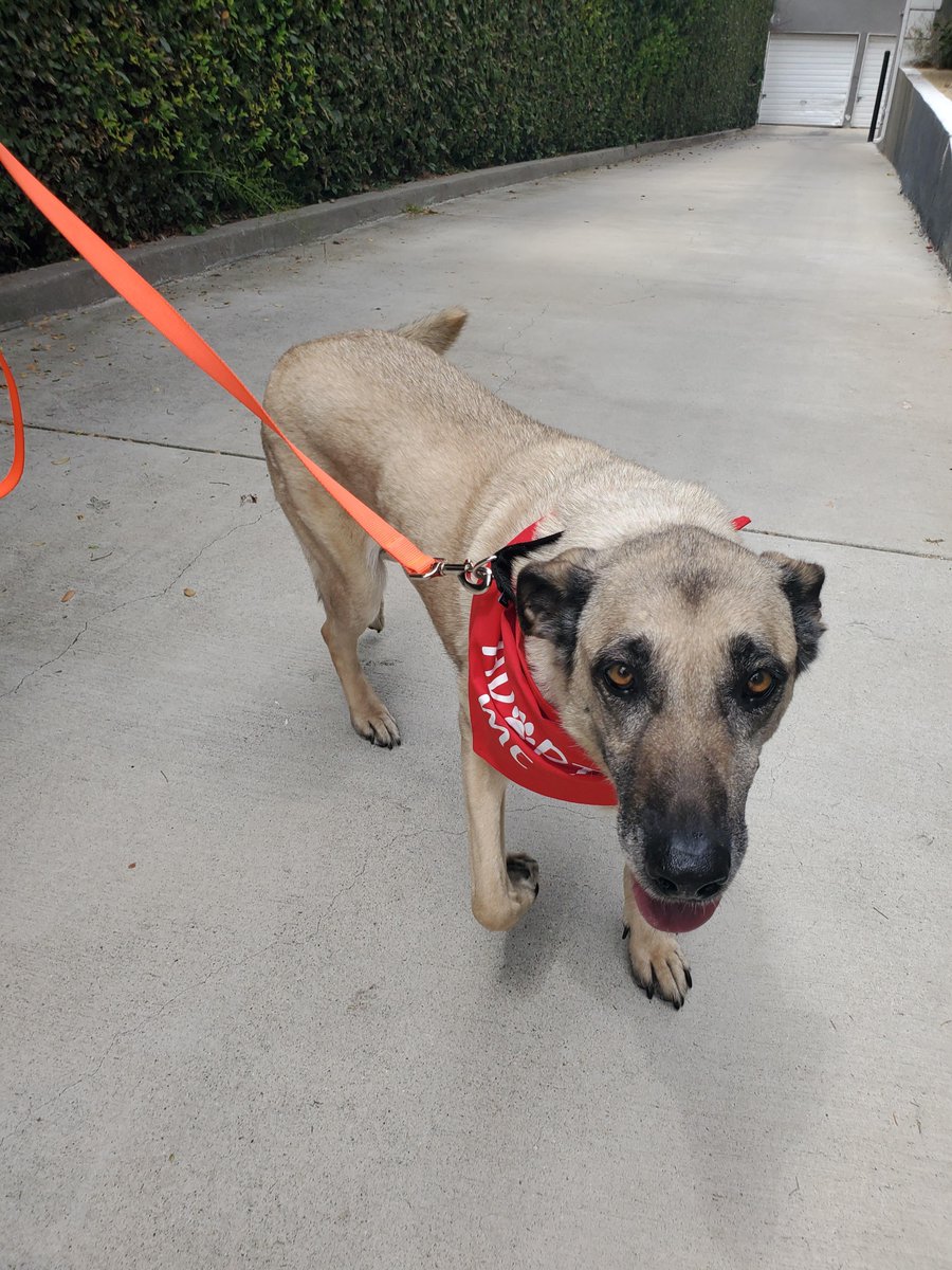 Our Tuesday #POTW is 💖 Lady 💖 
She is 10 years old and 65 lbs. She is a sweet senior pup that would make a great companion for someone looking for a mellow dog. 

If you're interested in adopting Lady (A1579102) please email ani.foster@lacity.org.