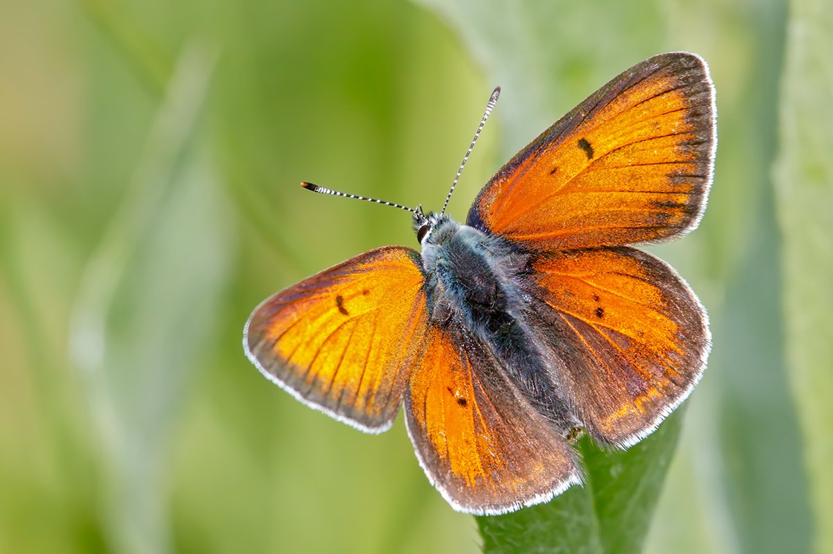 Šķiet, nebūšu vienīgais, kam šī gada garāko dienu tauriņu saraksts būs īsākais pēdējos gados, kaut arī pieeju tam katru gadu, ne pārāk nopietni - tik pāris stundas ...