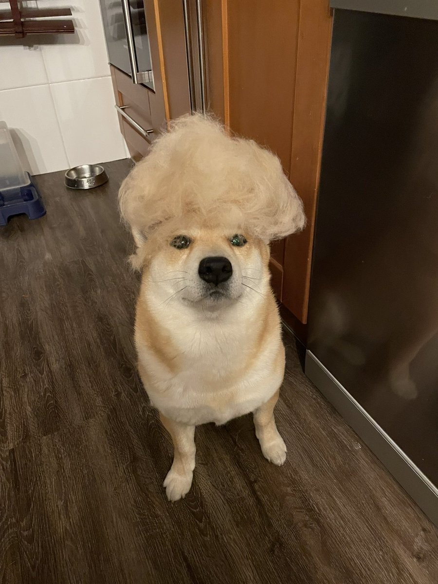 En un rato subiré vídeo a mi canal de YouTube. Mientras, mira que pelazo tiene mi perro👀