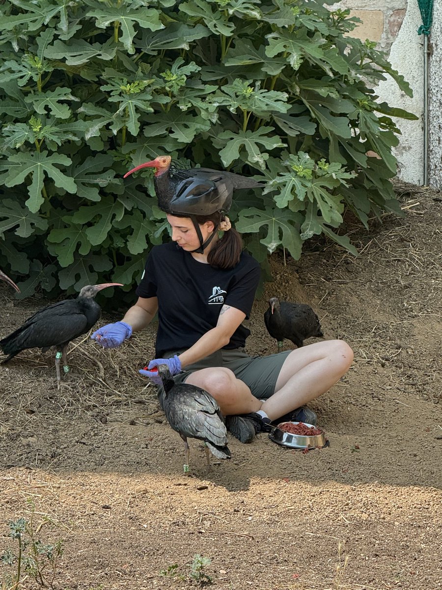 Parcs de Catalunya (@parcscat) on Twitter photo Arriben al #PNAiguamolls els primers ibis ermitans en el marc del projecte de reintroducció d'aquesta espècie que impulsa la <a href="/fundacioalive/">Alive Fundació</a> amb el suport del Departament.
Benvinguts!
📷 Fundació Alive. Arriben al #PNAiguamolls els primers ibis ermitans en el marc del projecte de reintroducció d'aquesta espècie que impulsa la <a href="/fundacioalive/">Alive Fundació</a> amb el suport del Departament.
Benvinguts!
📷 Fundació Alive.