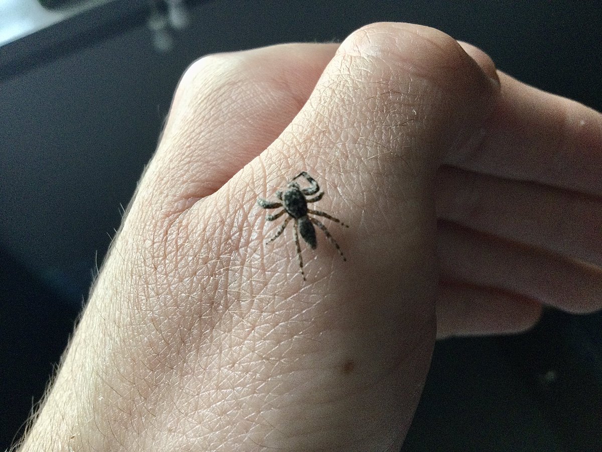 runeseeker_arts's tweet photo. Love everything that exists #clearpill
(sorry arachnophobes) https://t.co/40cO6jgUOe
