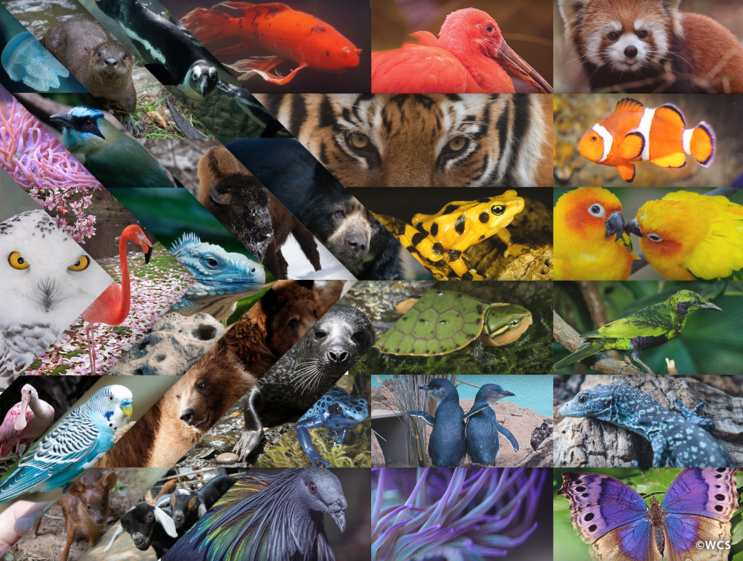 centralparkzoo's tweet image. Happy Pride to our LGBTQ+ staff, guests, and followers!