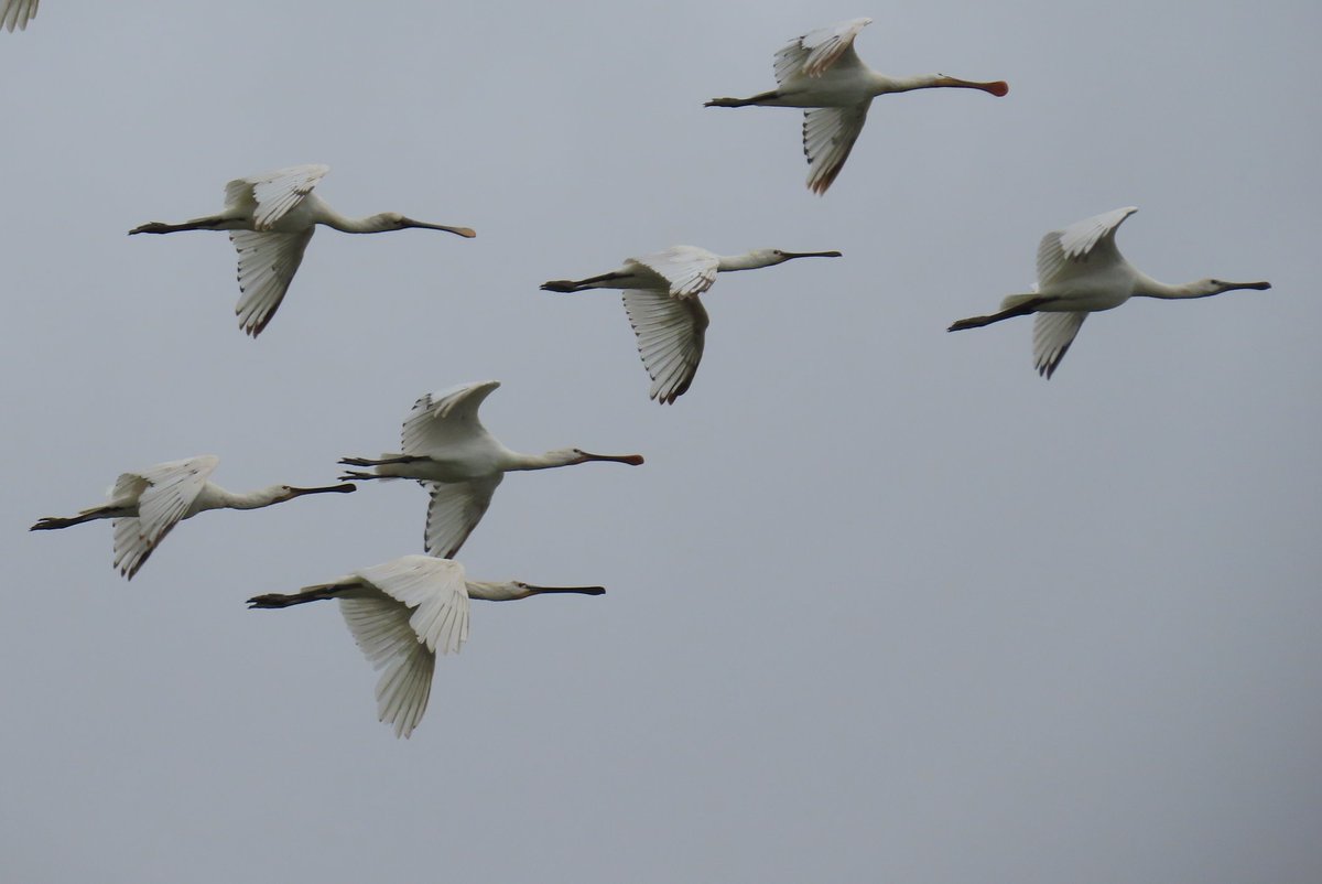 Started off at Rimac for the Savi's warbler which showed well after a while.
Then to Frampton marsh for the Collared pratincole which was on show almost all the time and gave some lovely flight views.
Also 19 Spoonbill, 8 Spot redshank, 1 Hobby, 1 RC Pochard, 9 Med gull, 5 Ruff