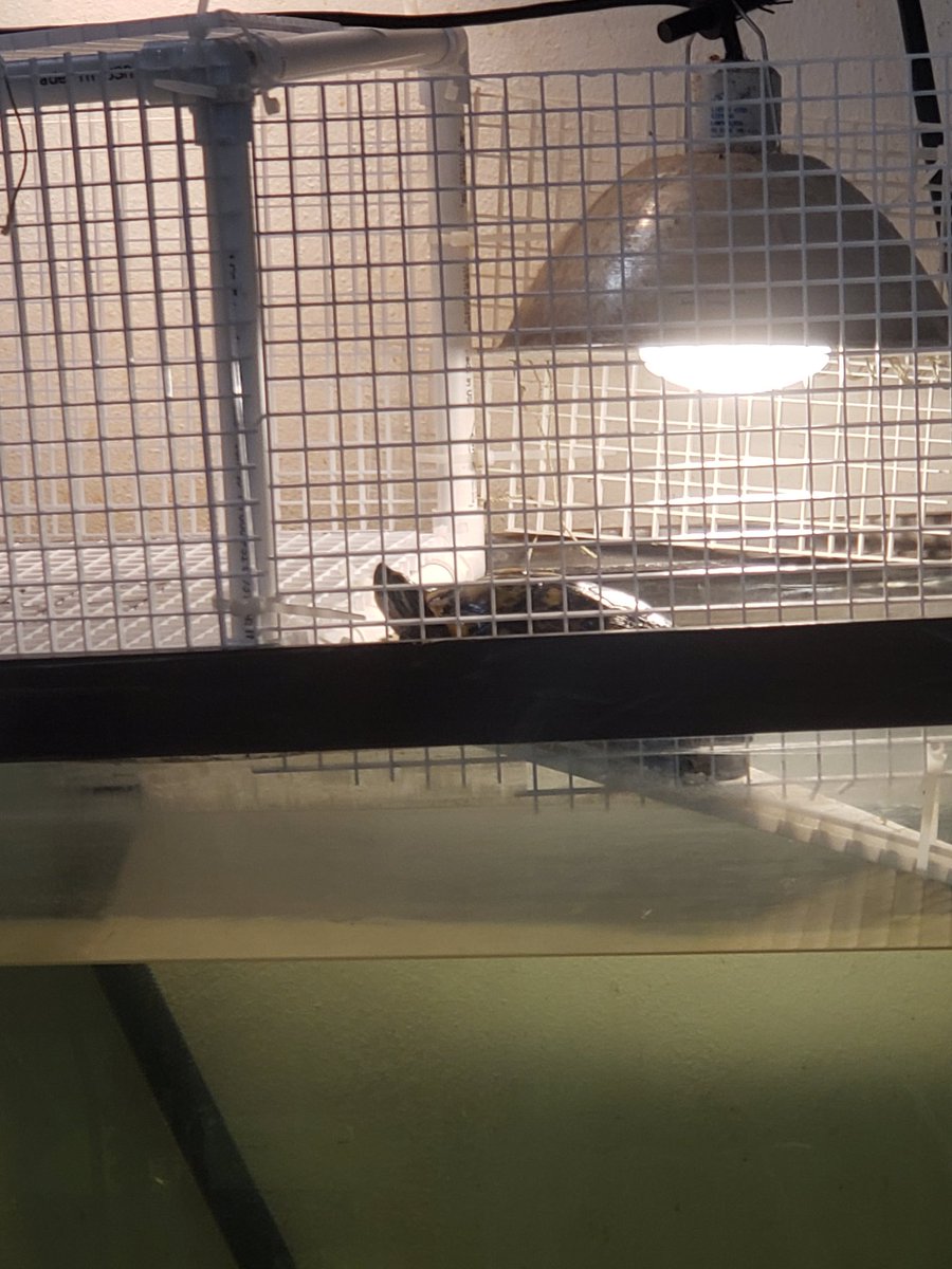 DashAndBeans's tweet photo. Thinking about basking. https://t.co/jL3ladc6iG