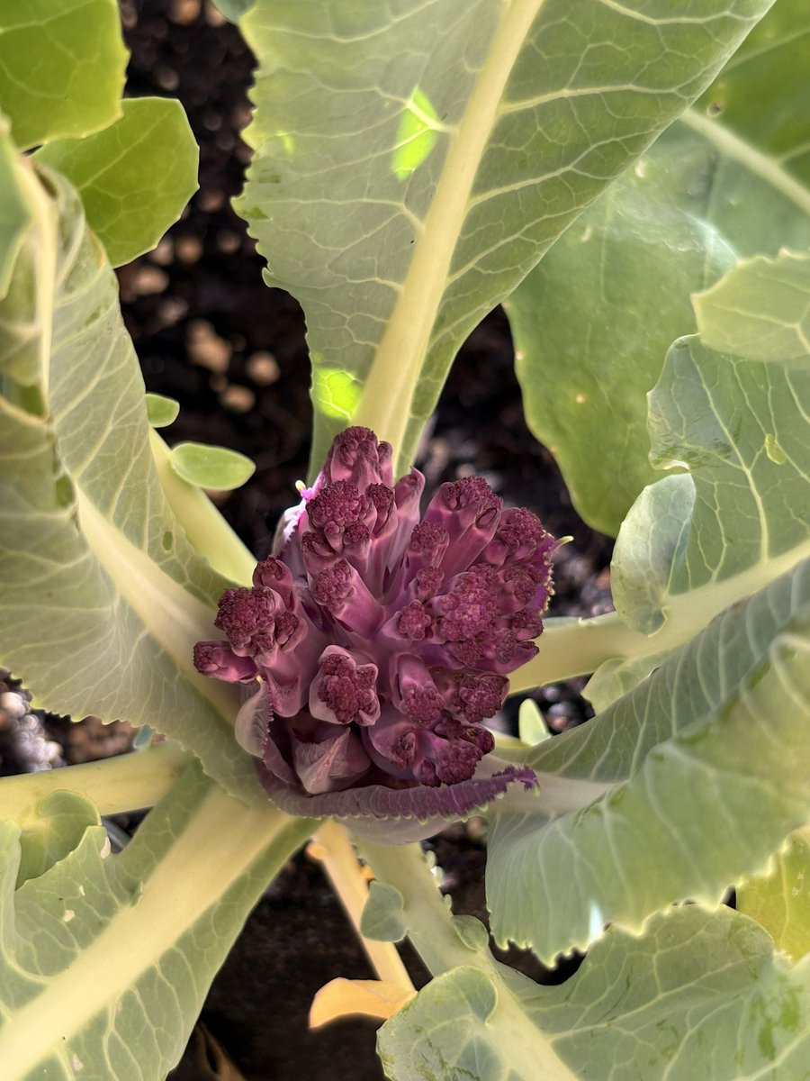 Ich sag’s wie’s is, wenn ich nicht so viel Cannabis Grow-How angehäuft hätte würde mein Balkon nie Mals so aussehen 😎

Hatte nen super Einfluss auf mich 🌱 ☀️ 

#legalize
#meingrow