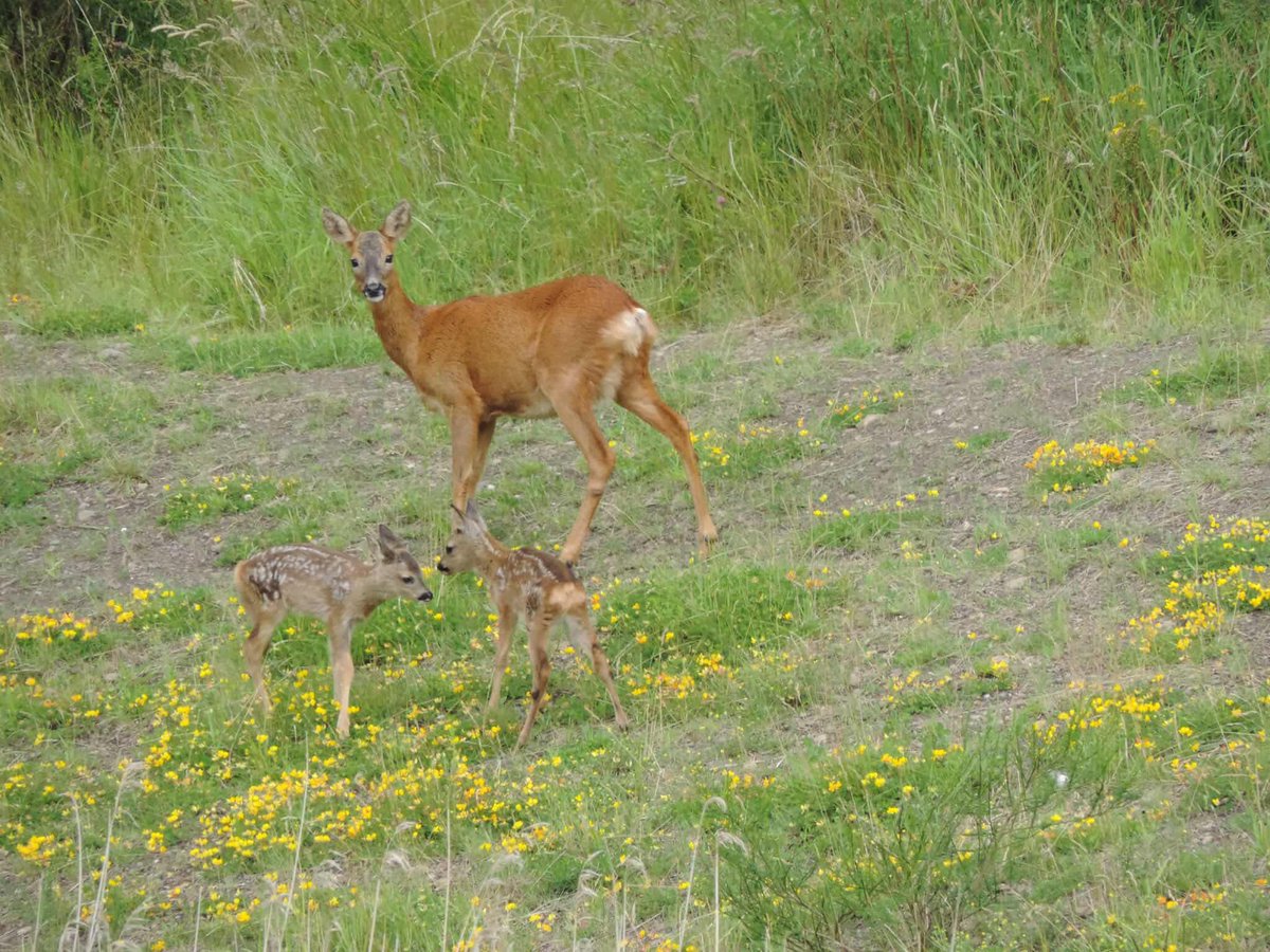 Not one, but two! 🦌❤️

(Wee note: one reason why it’s good just to keep dogs on leash, especially at this time! ) 

Thanks Pat Thomson 📸👏