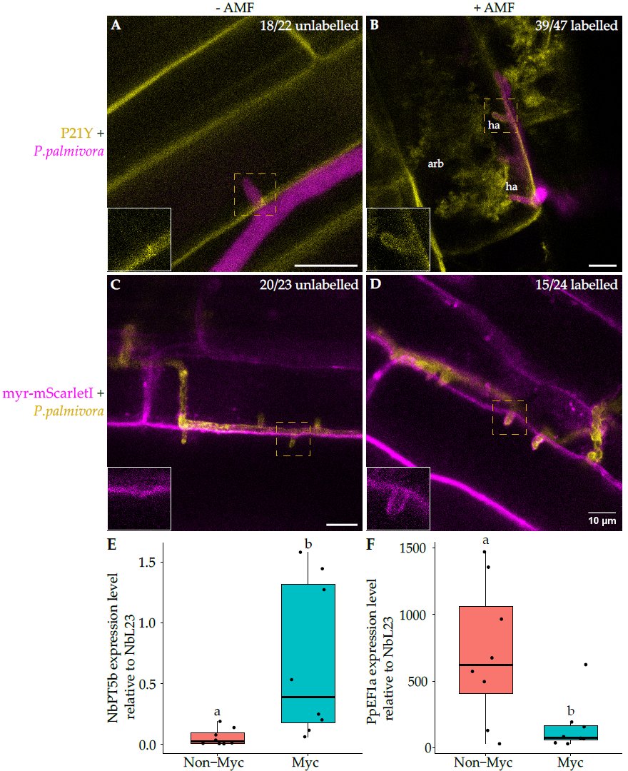 Sebastian Schornack (@dromius) on Twitter photo Plz repost. Fresh Preprint led by <a href="/AlexWGuyon/">Alex Guyon</a>
When a pathogen pushes into a cell already occupied by a symbiotic fungus, things change. New membrane phosphoinositides at haustoria may impact immunity & trafficking - And the roots are more resistant!
biorxiv.org/content/10.110… Plz repost. Fresh Preprint led by <a href="/AlexWGuyon/">Alex Guyon</a>
When a pathogen pushes into a cell already occupied by a symbiotic fungus, things change. New membrane phosphoinositides at haustoria may impact immunity & trafficking - And the roots are more resistant!
biorxiv.org/content/10.110…