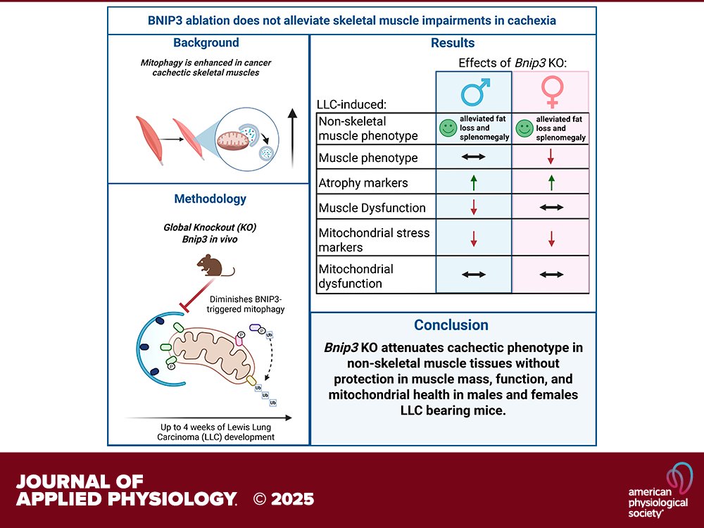 @franmorena98 et al @AReginaCabrea <a href="/KevinMurachPhD/">Kevin Murach</a> <a href="/PJKoopmans/">PJ Koopmans</a> <a href="/STsitkanou/">Stavroula Tsitkanou</a> <a href="/m_ruqaiza/">Ruqaiza Muhyudin</a>: Global mitophagy inhibition via #BNIP3 #ablation is not sufficient to alleviate #skeletalmuscle impairments in male and female tumor-bearing mice
ow.ly/2yi850WaRst