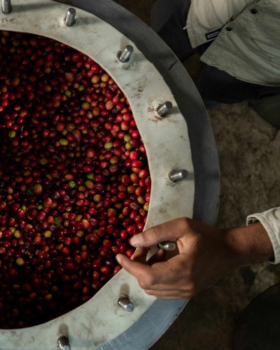 Our Yemen Exceedingly Rare isn’t just great coffee; it’s history. In 2016, Qima founder Faris Sheibani ushered in a new era of Yemeni coffee with the discovery of Yemenia. 

This XR coffee has a burst of fruit, bright florality, and soft, warming vanilla. bit.ly/3HuTpvW?utm_so…