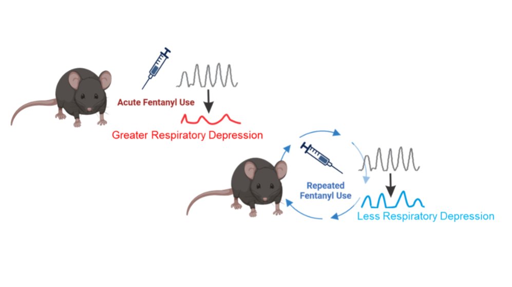 AJP-Lung Cellular and Molecular Physiology (@ajplung) on Twitter photo These <a href="/UChicago/">The University of Chicago</a> authors are studying the effects of #opioids on #breathing in this #ArticleinPress, Divergent Ventilatory Responses during Opioid-Induced Respiratory Depression in Response to Repeated Fentanyl Use (Karan G. Rai et al.):
ow.ly/l7hl50WeHUc These <a href="/UChicago/">The University of Chicago</a> authors are studying the effects of #opioids on #breathing in this #ArticleinPress, Divergent Ventilatory Responses during Opioid-Induced Respiratory Depression in Response to Repeated Fentanyl Use (Karan G. Rai et al.):
ow.ly/l7hl50WeHUc
