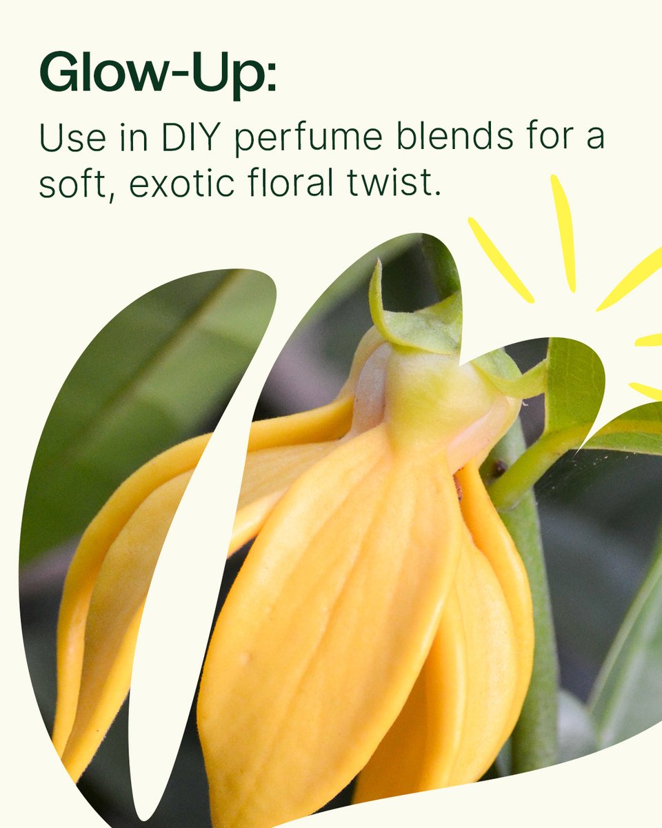 Meet your new go-to floral.💐 Cananga does it all! From calming the mind to soothing sore muscles, this soft floral makes a beautiful addition to your daily routine. 💧

Check it out✨ planttherapy.com/products/canan…