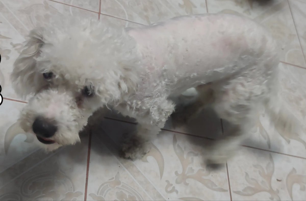 AlertaMePerdi's tweet photo. #PERDIDO #GUAYAQUIL
Nombre: #PUCHE
Fecha: 20/06/25
Sector: Sur, Batallón del Suburbio, 42ava. y la P.
Sexo: Macho
Raza: French
Obsv.: Pelaje color blanco, corte medio, esterilizada
Contacto: 0994622744
¡Ayúdalo a volver con su familia!
#AlertaMePerdí https://t.co/wEKjGD2eER
