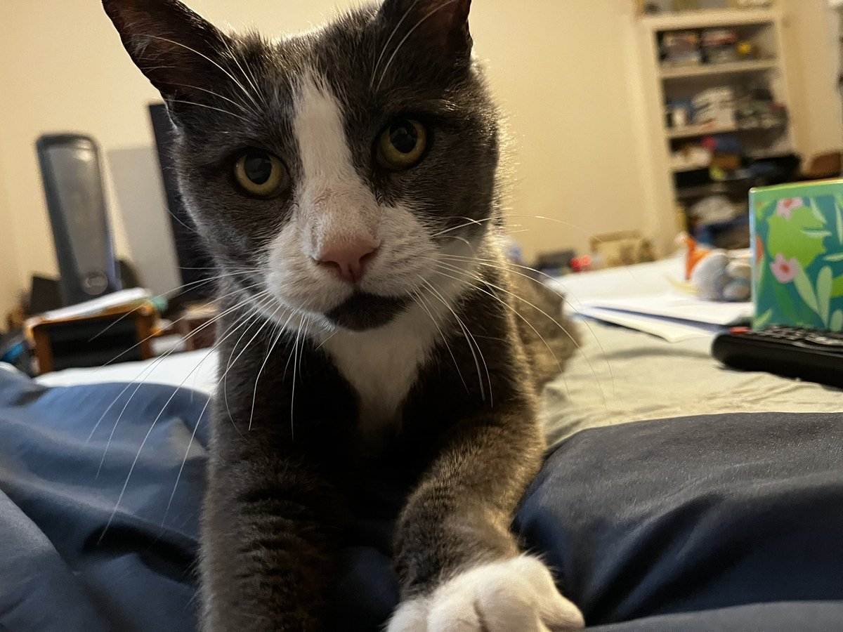 Hey gang, could use some prayers here. My little girl hasn’t been doing well lately &amp; we are taking her to an Urgent Care visit at the vet. It’s tearing me up seeing her like she is. I raised her from a kitten. Thank you for your support 🙏❤️🙏 <a href="/soflobobbijo/">BOBBI-JO🇺🇸</a> <a href="/Ramona64946744/">💜 ☘ Ramona ☘ 💜</a>