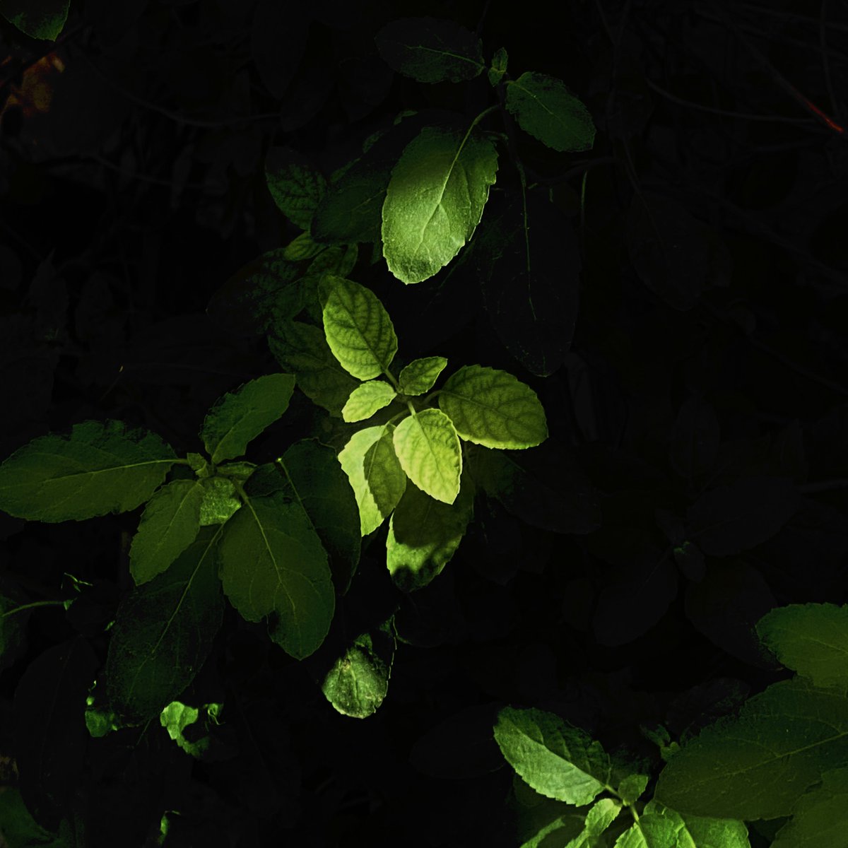 Show your green photos! 🍃
