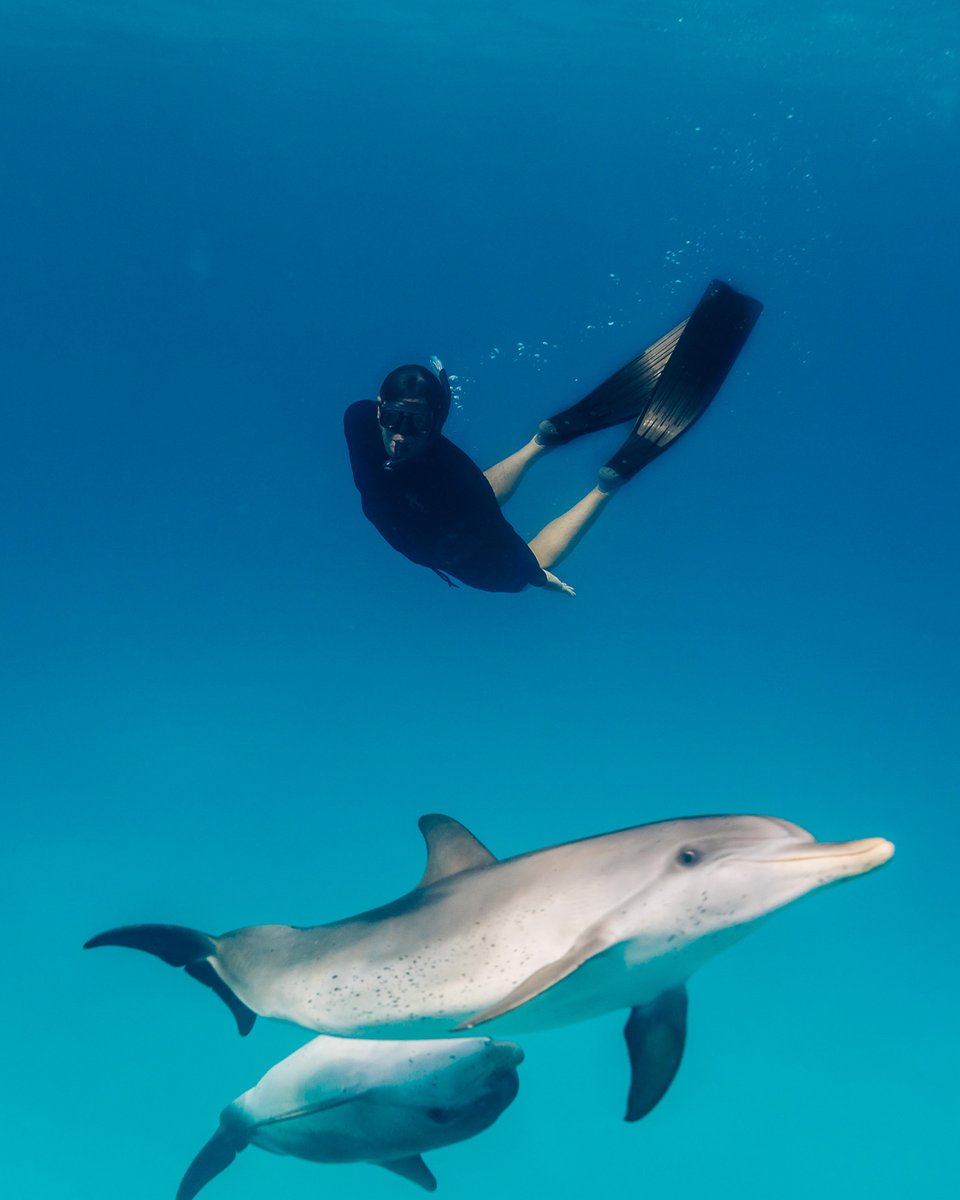 ¿Ha nadado con delfines salvajes frente a la costa de Bimini? #Bimini #TheBahamas #LifetimeofIslands