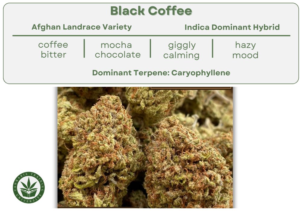 BLACK COFFEE STRAIN ☕️

Tastes like your morning cup… but hits harder 😵‍💫

Earthy, roasty, and gets your brain buzzing without the crash.

You smoking today?

Lear more about Black Coffee: cannabistraininguniversity.com/strains/black-…

#BlackCoffeeStrain #WakeNBake #StonerVibes #CannabisCulture