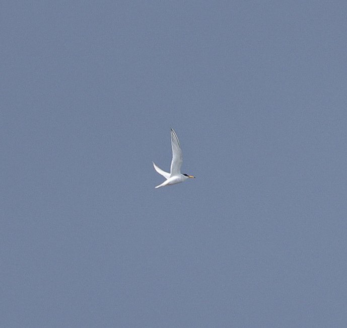Bolton on Swale gp am distanced pics of the 2 Little Terns nearly 40 years after the last ones I think🤔😀
