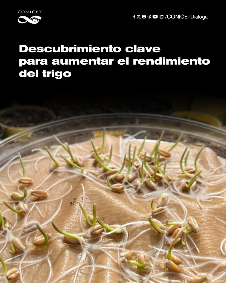 🔶Científicos del CONICET y del INTA identificaron dos regiones del genoma del trigo relacionadas con la fertilidad de la espiga.
El avance podría servir como blanco para estrategias de mejoramiento genético del cultivo para aumentar su rendimiento.

➡️Nota