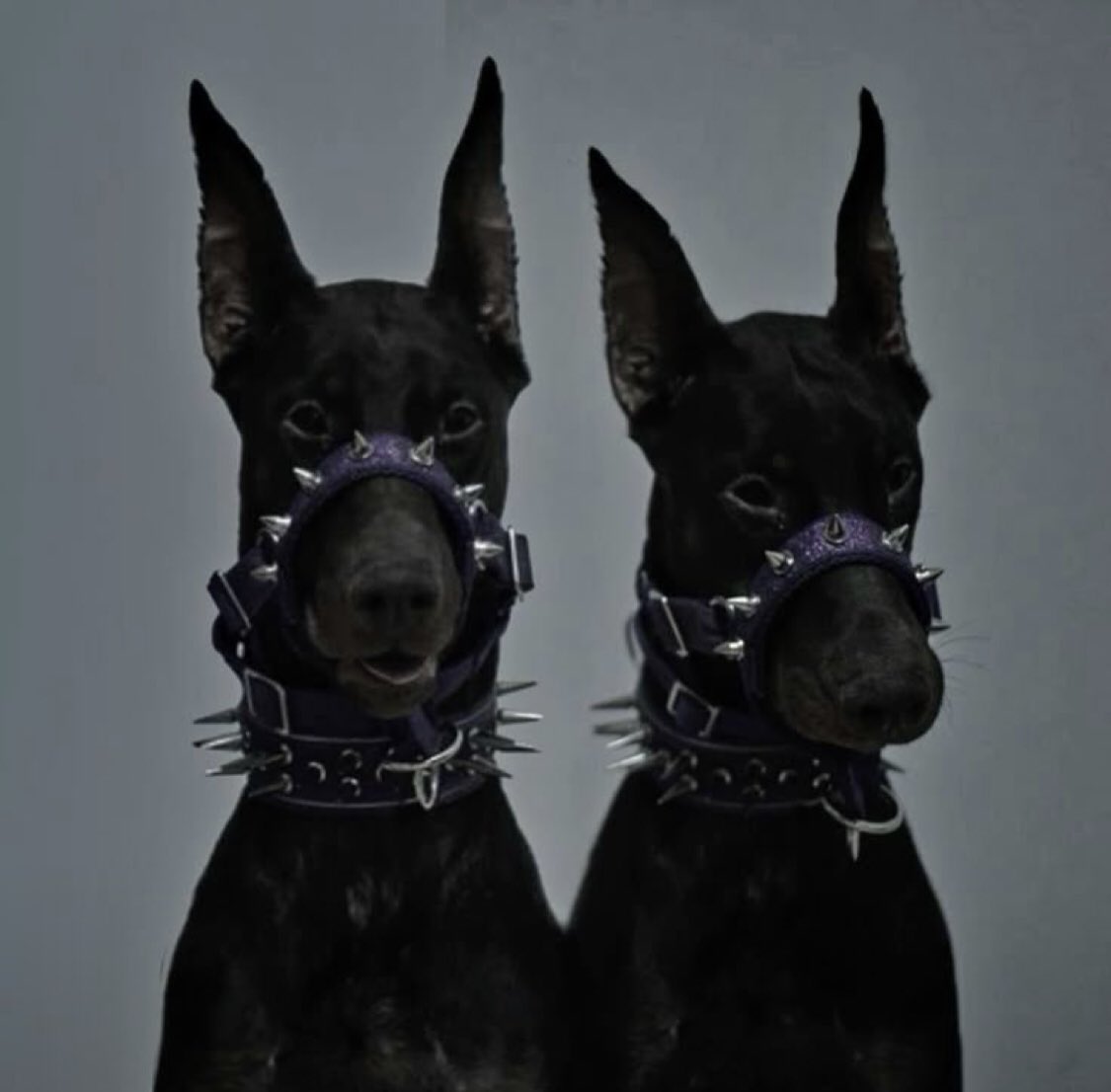 sakura (@siniyiii) on Twitter photo 