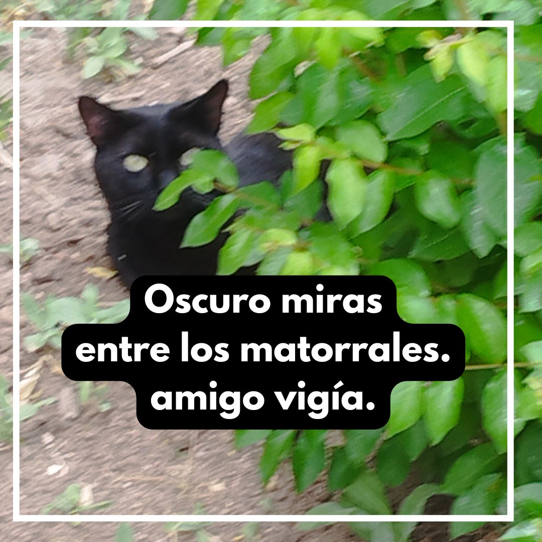 Haiku de martes 🐈‍⬛ 

No importa lo complicado que pueda ser el día, tú estás ahí para ayudar.