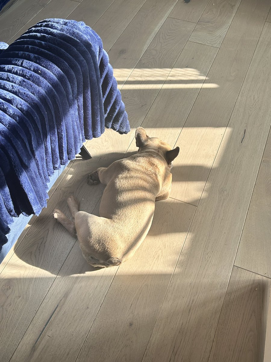 Little sun worshiper is what I am! 🙌🏻 ☀️ #TuesdayMotivaton #fyp #dogsofx #sunsout #findthesun #tuesdayvibe 🫶🏻